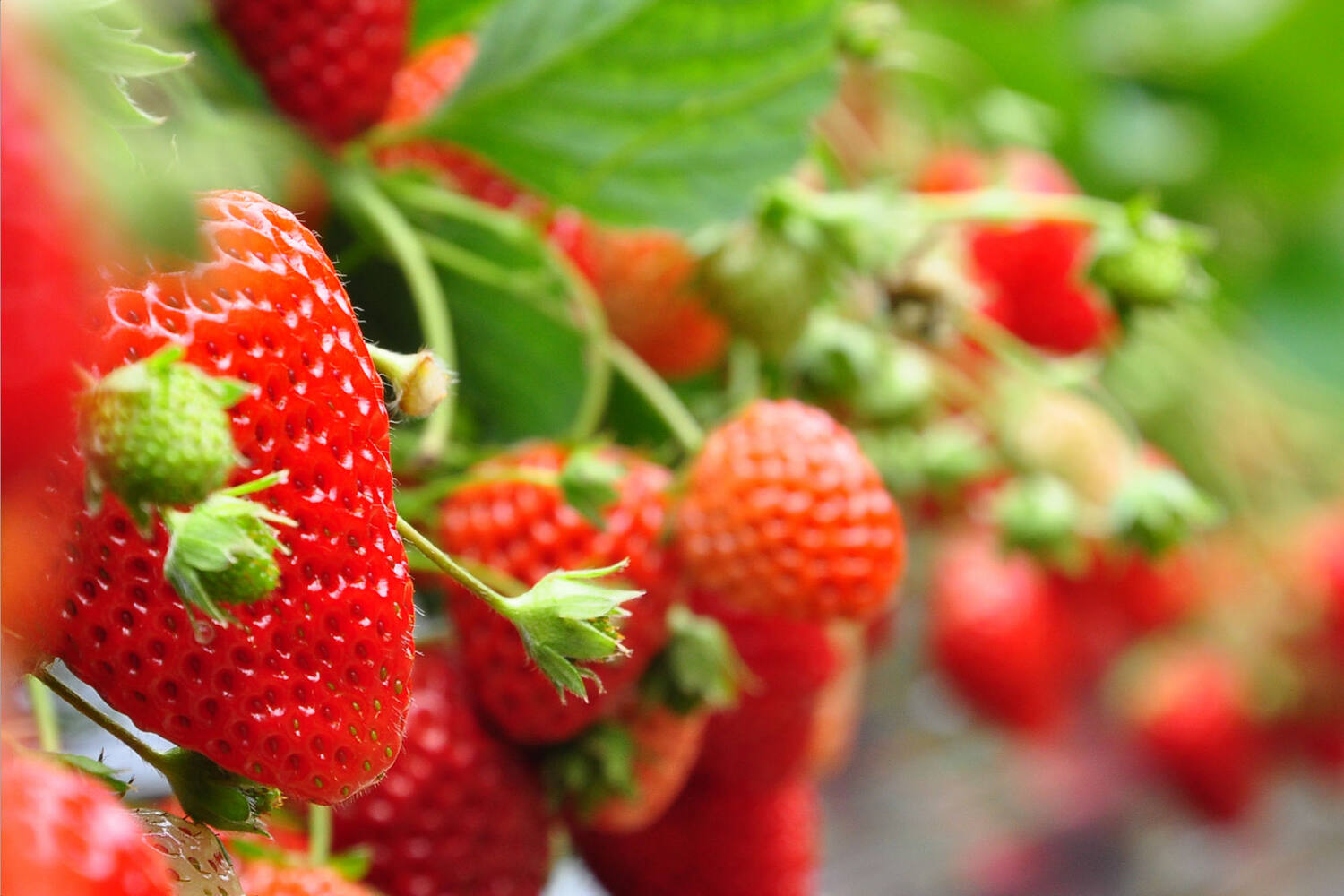 Aardbeien Beekers Berries 500gr kist 12 stuks